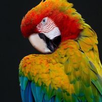 bird, parrot, feathers-4728857.jpg